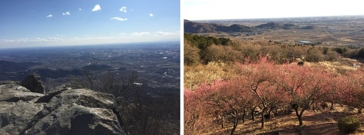 筑波山の梅の画像